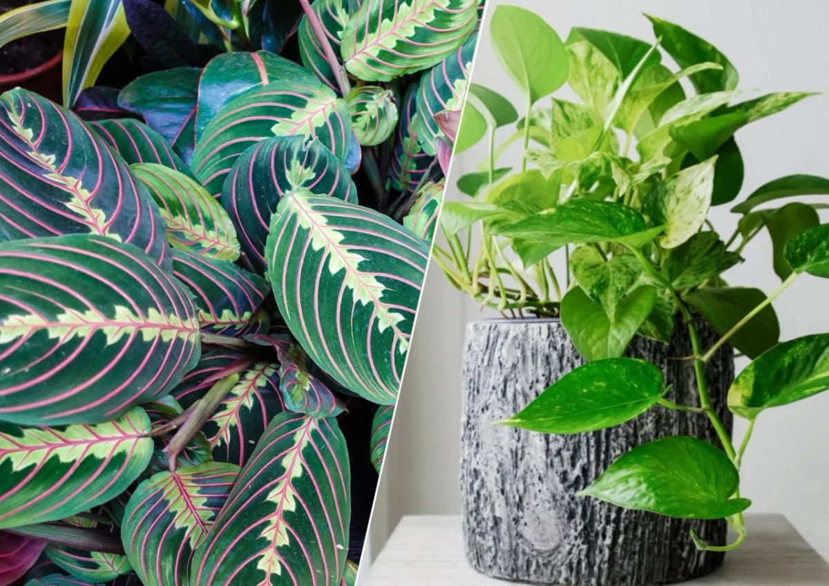 Najlepsze kwiaty do przedpokoju: 7 roślin idealnych do wejścia